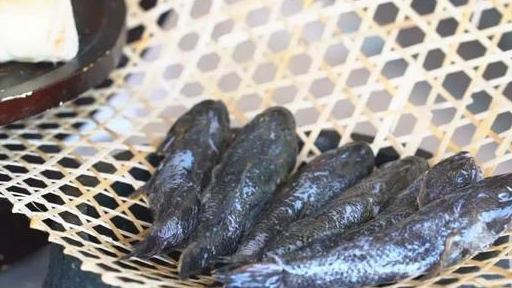 这鱼春天才能吃到肉质细嫩刺又少只需煮一煮比吃甲鱼更营养