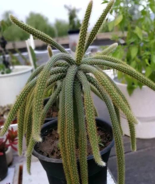 2种仙人掌"爱开花",花一开一大片,比蟹爪兰还要好看!_仙人球_时候_植