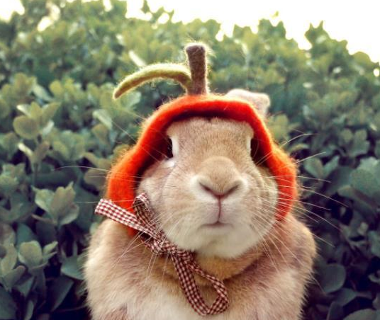 原创公兔繁殖后代的生产性啤公兔繁殖的后代生长快你听说过吗