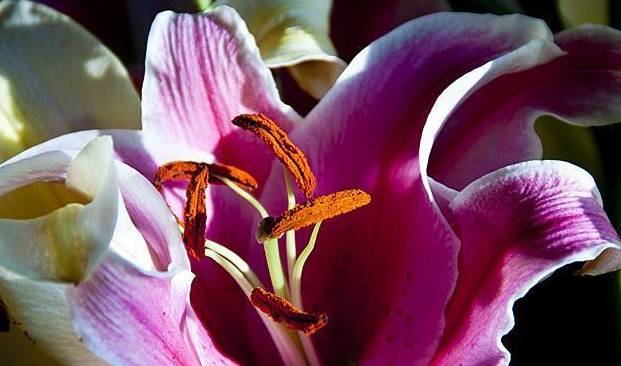 百合开一次就没得看别浪费钱了这样养护还能开花