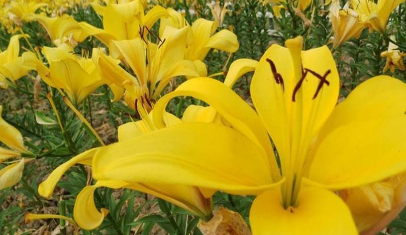 百合开一次就没得看别浪费钱了这样养护还能开花