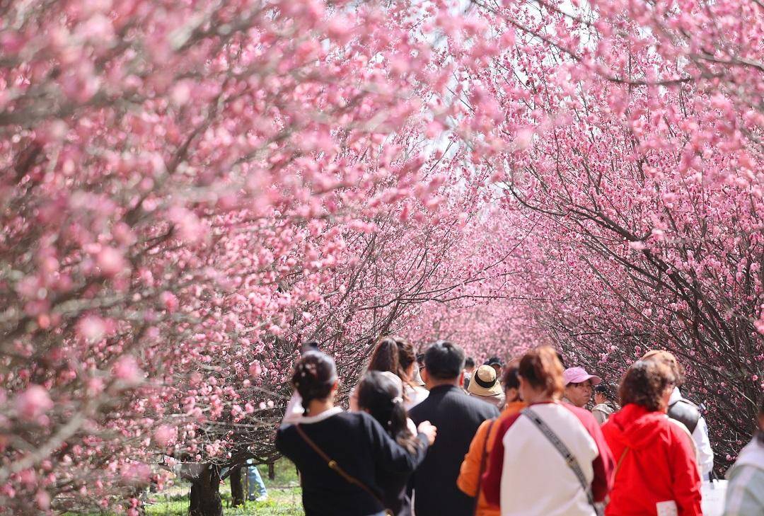 春至古城西安 赏梅正当时_梅花花_雷伟东_市民