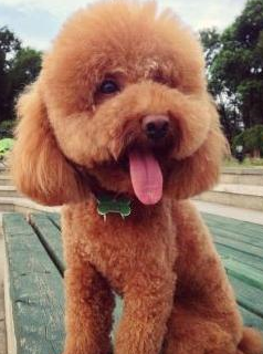 这样饲养泰迪,是在"刑罚"它,快点改正吧!_狗狗_骨头_乳糖