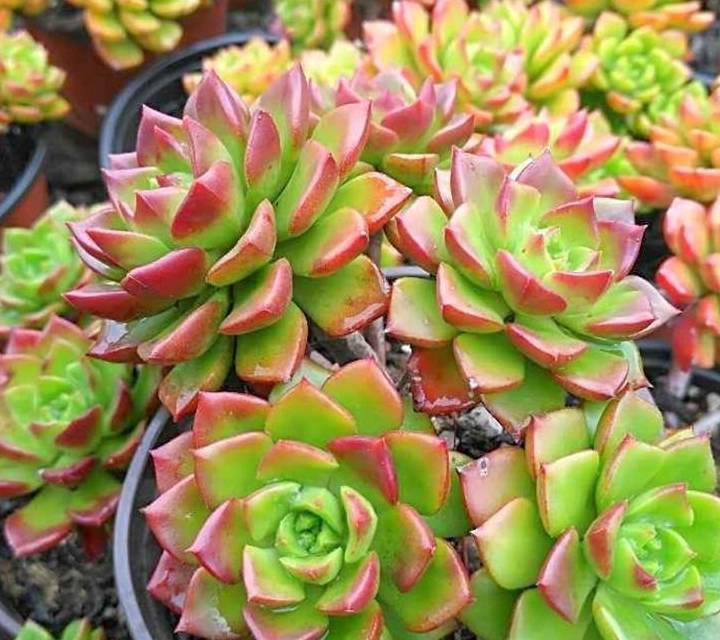 原创睡了一个冬天的多肉苏醒了施肥的注意事项你知道多少