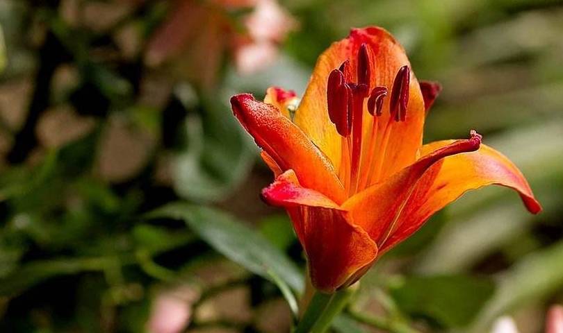 百合开一次就没得看别浪费钱了这样养护还能开花