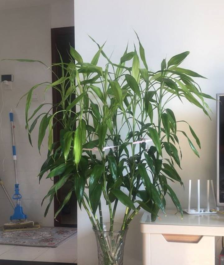 富贵竹黄叶别"瞎折腾",必备3技能,全年都葱郁!_花友_养护_修剪