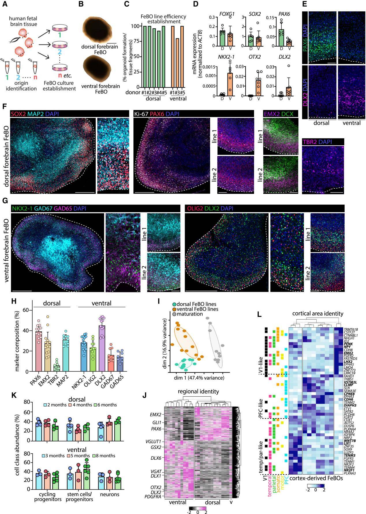 cell重磅hansclevers团队成功建立首个人类胎儿大脑衍生类器官