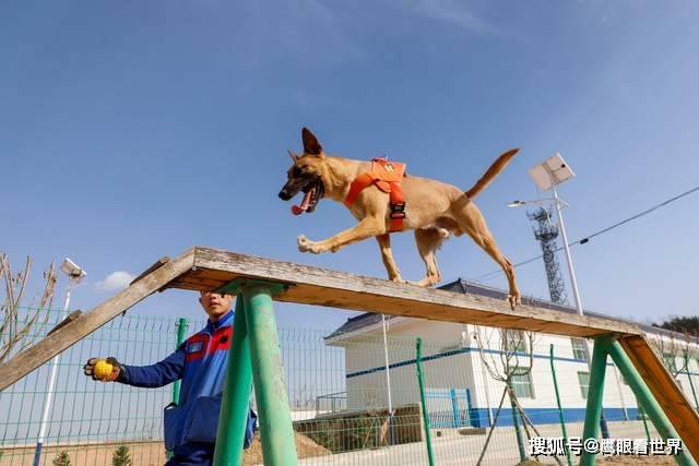 甘肃本地犬种图片