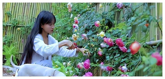 李子柒神秘失踪700多天,现身"世外桃源",身世惊人!