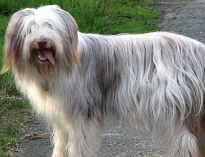 原创温柔聪明的古代牧羊犬为什么几乎没人养以下4个问题很难解决