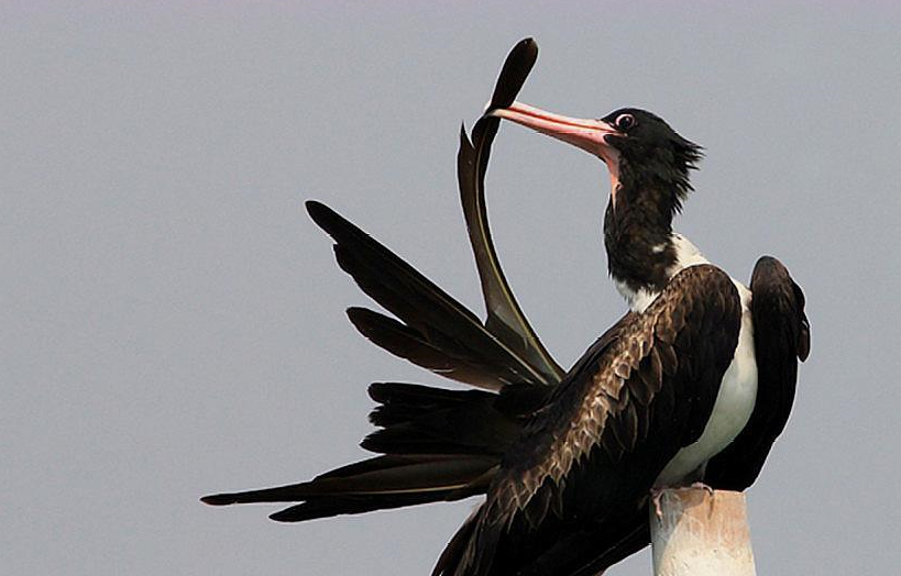 如果有必要这种鸟可以连续十几天呆在天上,期间睡眠和进食全在空中