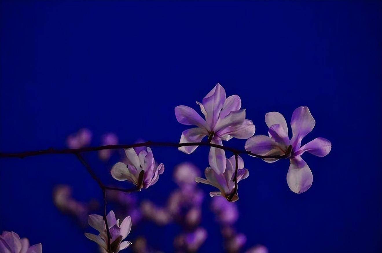 原创春宵一刻值千金十首春夜诗词在春夜里邂逅最美的春夜诗词