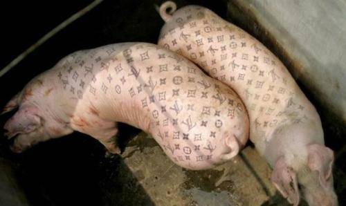 原创比利时小伙给活猪纹身猪皮被香奈儿制成限量版包轻松卖出50万