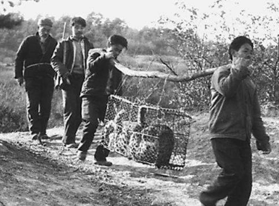 安徽活武松一生擒获虎豹230只恶狼800只晚年开药酒公司