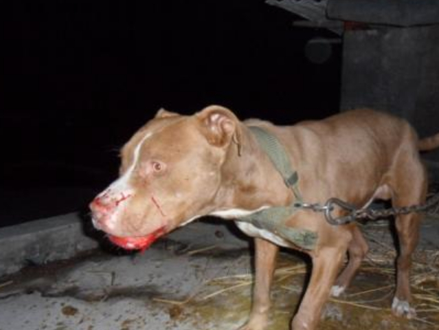 世界上最凶的犬种战斗时没有疼痛感连老虎都要退让三分