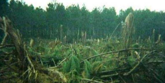 工人被卷20多米高空,却毫发无伤落地_龙卷风_事件_树木