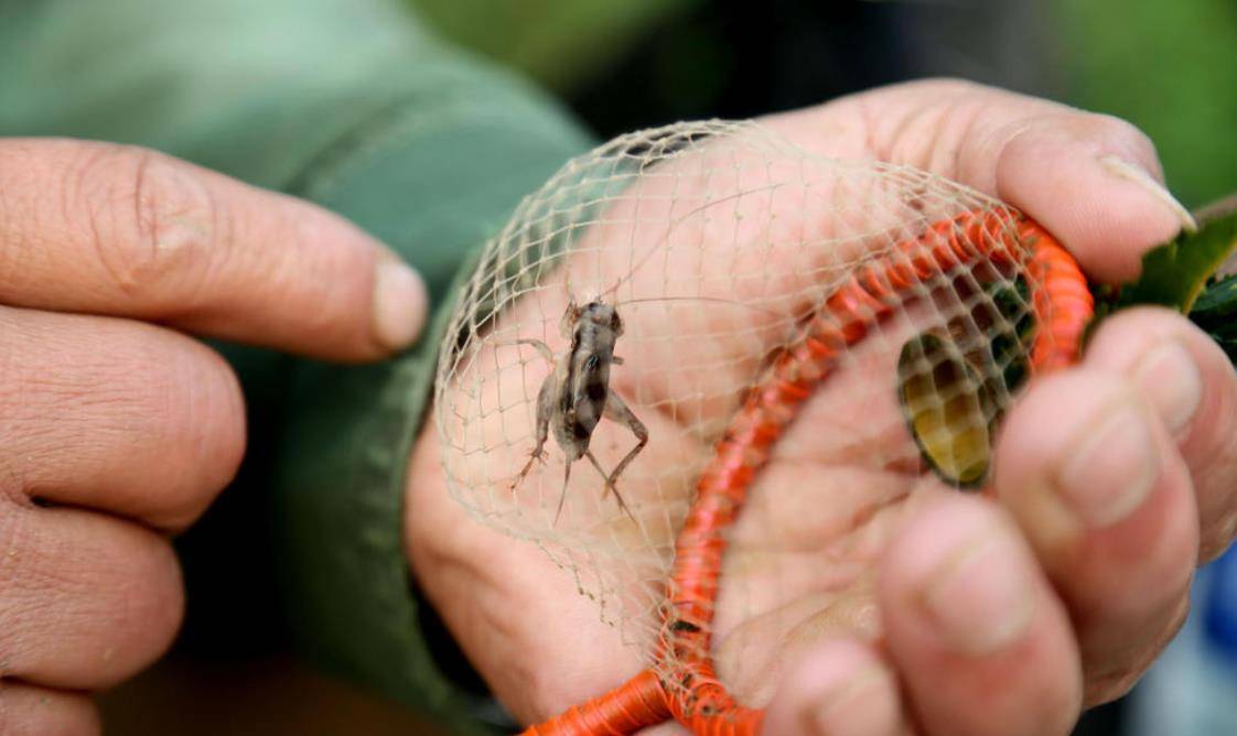 原创山东蟋蟀经济一个小镇几十天有超过6亿资金在当地流动