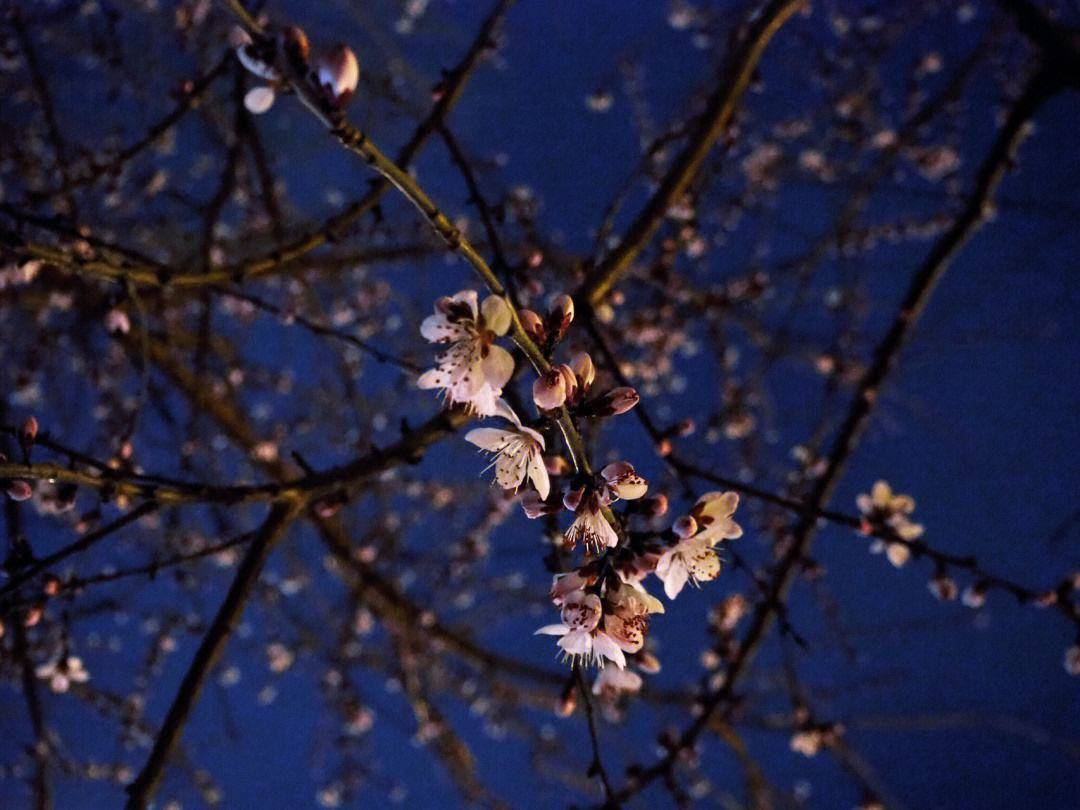 原创春宵一刻值千金十首春夜诗词在春夜里邂逅最美的春夜诗词