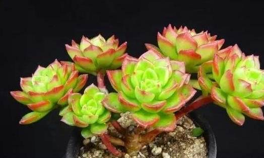 养多肉的人都知道,许多多肉植物并不是先天就有的,而是经过后期不断地