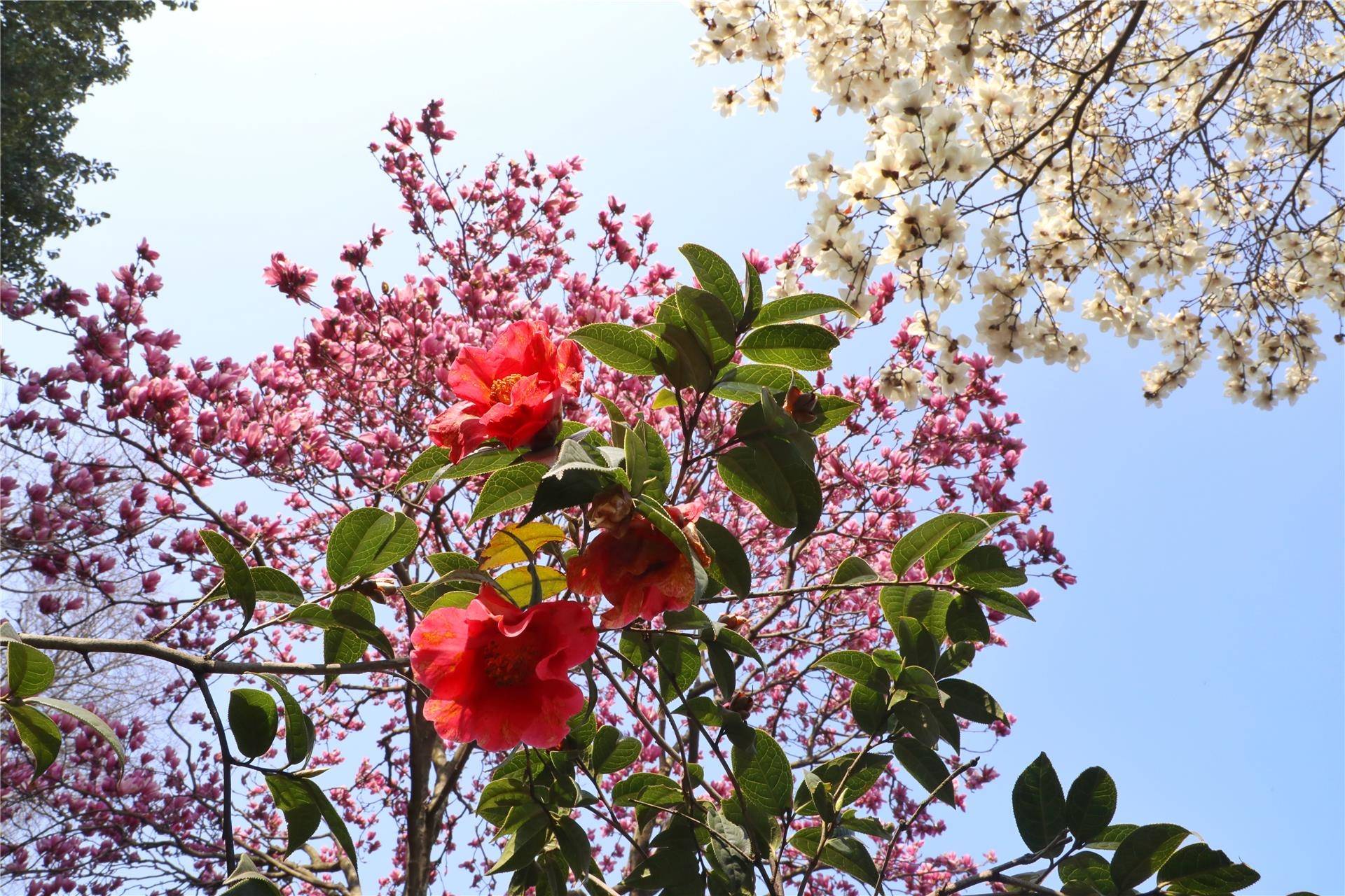 好春光!樱花,郁金香,油菜花……赏花好去处,解锁"花花世界"