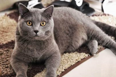 宠物知识:英短蓝猫得了猫藓要多久好,蓝猫猫癣恢复期久吗_猫咪_主人