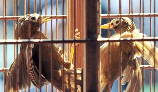 画眉鸟怎么进行壮膘