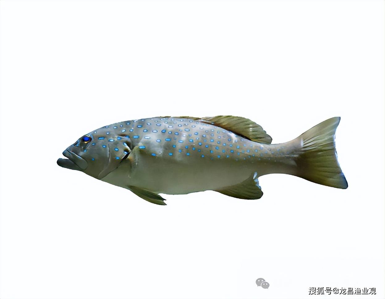 白化石斑鱼简介图片