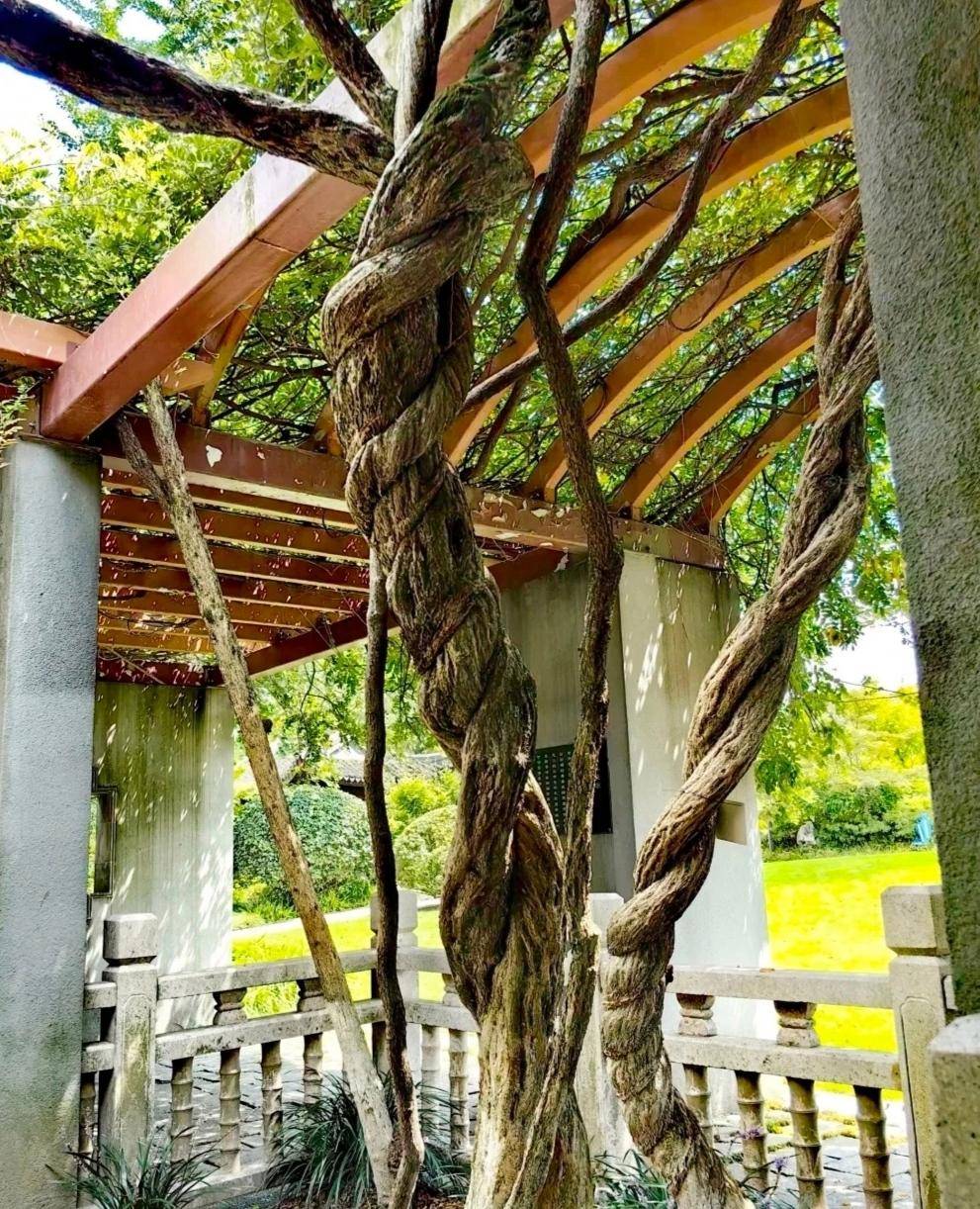 上海闵行古藤园宜人美景_公园_园林_诗词