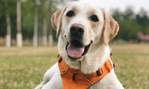 最萌警犬拉布拉多,时隔两年它已成为正式的警犬,又被帅到了!