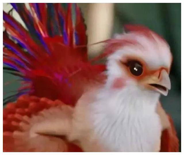 小凤凰搞怪表情包背后的文化现象隐患与热潮火爆