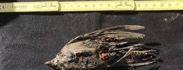 原创北极发现46万年前生物尸体冰川冻土融化是给人类的危险信号