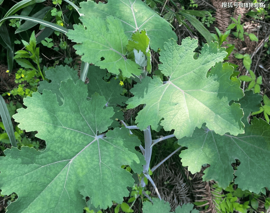 原创博落回又称号筒梗三钱三有3大作用价值极高农民朋友要了解