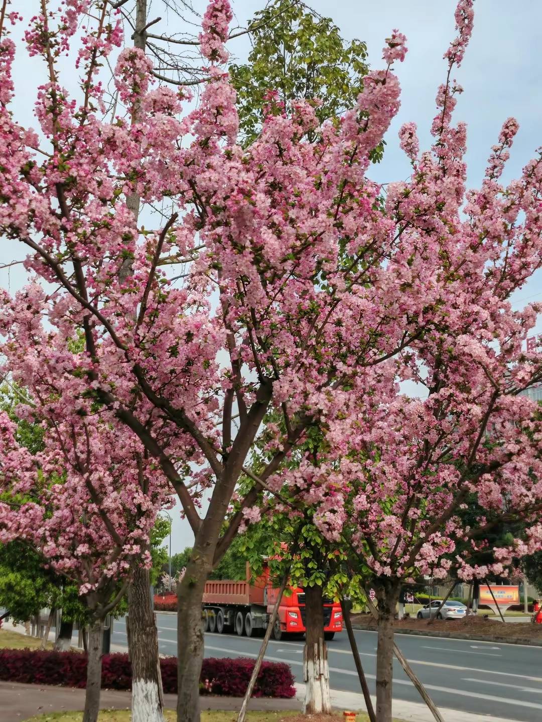 最美桃花树风景图片图片