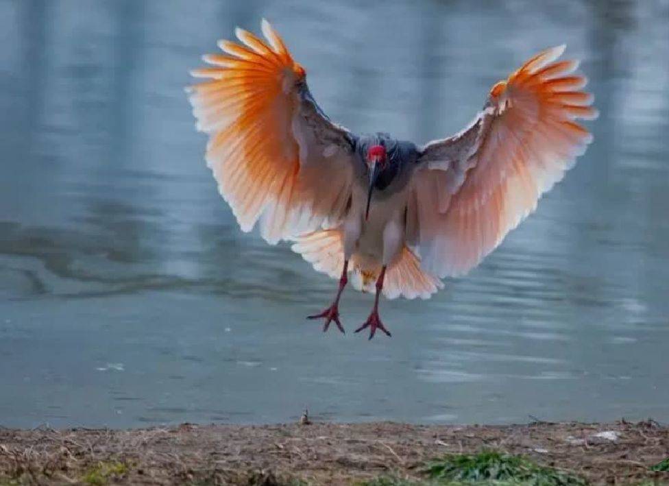 又见朱鹮恋江南丨为龚健康摄影佳作德清漂亮朱鹮而歌