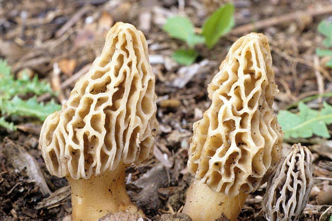 这种羊肚菌在市面上售价每公斤400元至500元味道鲜美不易采摘