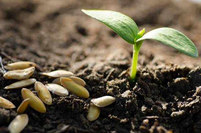 原创思维导图画作文统编五下二单元读后感王欣然安的种子读后感