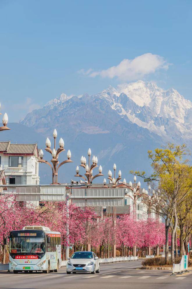 丽江的春不止樱花大道