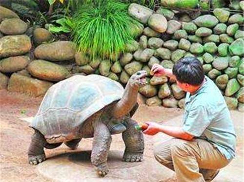 遗忘的乌龟,从清朝活到现在,让无数人羡慕不已_阿德维塔_象龟_亚达