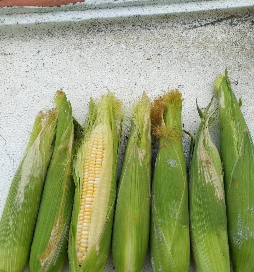 生姜发芽可别扔放在水杯里呼呼长成小森林