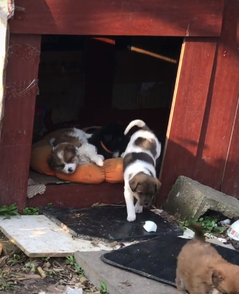 原创为给小奶狗找领养网友亲自给拍视频流浪狗闺蜜团出道啦