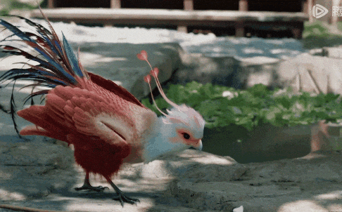 凤行首播霸气女王爷病娇神君喜感十足小凤凰抢风头