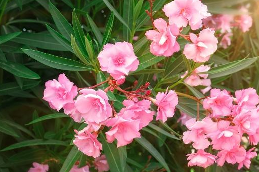 原创神许养生夹竹桃用于心力衰竭但是有毒性哦