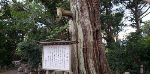 原创吊死过崇祯皇帝这棵歪脖子树被铁链封印200年如今仍在