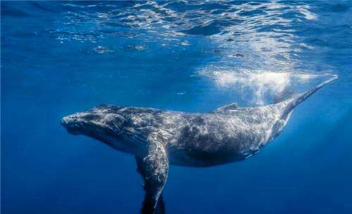 秦始皇曾射杀的大蛟鱼究竟是啥物种专家在明定陵找到答案