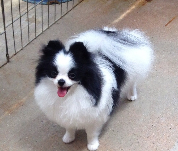 网友说出了一句公道话_牧羊犬_宠物_主人