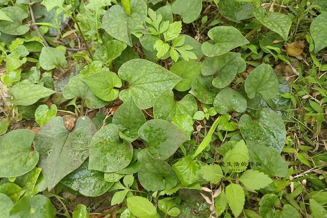 天然"青霉素"是它,农村遍地是,摘回一拌,清热解毒,消炎去火