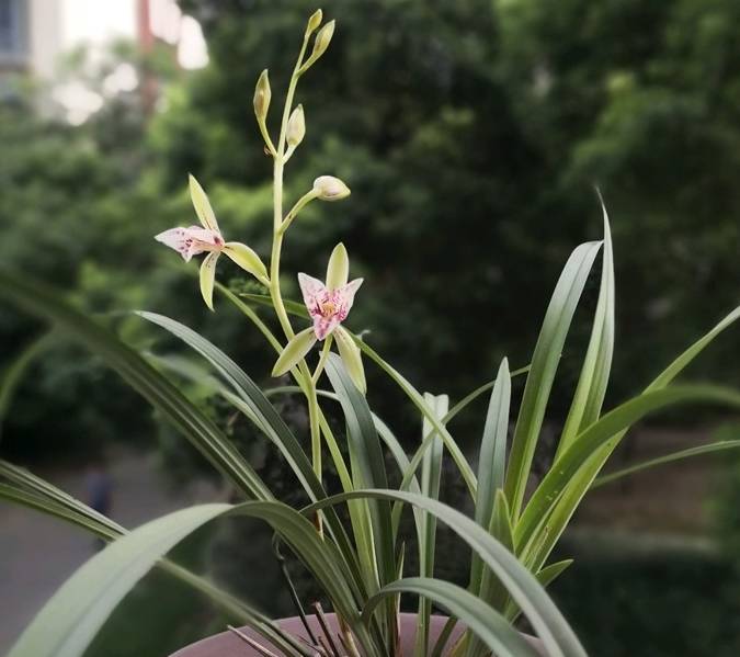 春季养兰花,记住"3点",不徒长,叶油绿,易开花_花友_因为_光照