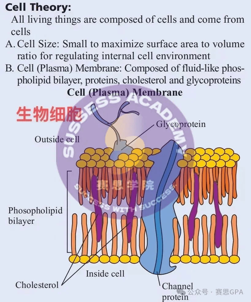 最具含金量三大顶级生物竞赛usabobbobrainbee学霸级备赛干货