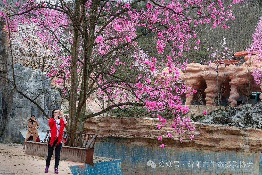 绵阳市生态摄影协会应邀参加2024年药王谷第十五届辛夷花节