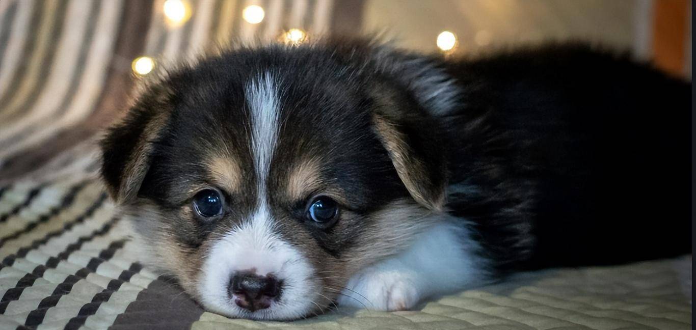 原创2006年济源男子养了一只小狗越养越不对劲专家鉴定后傻眼